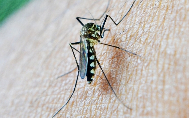 Mosquito del nilo