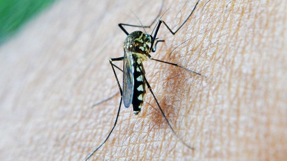 Mosquito del nilo