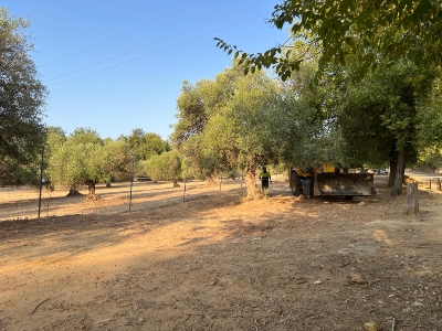 Preparativos Romería 2024 1