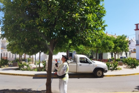 Tratamiento naranjos agrios 1